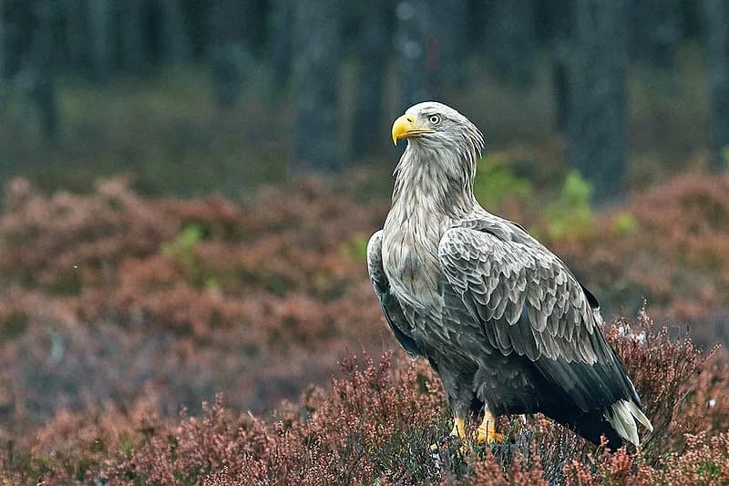 Bielik eagle, symbolizing the Polish LLM (Language Model) technology